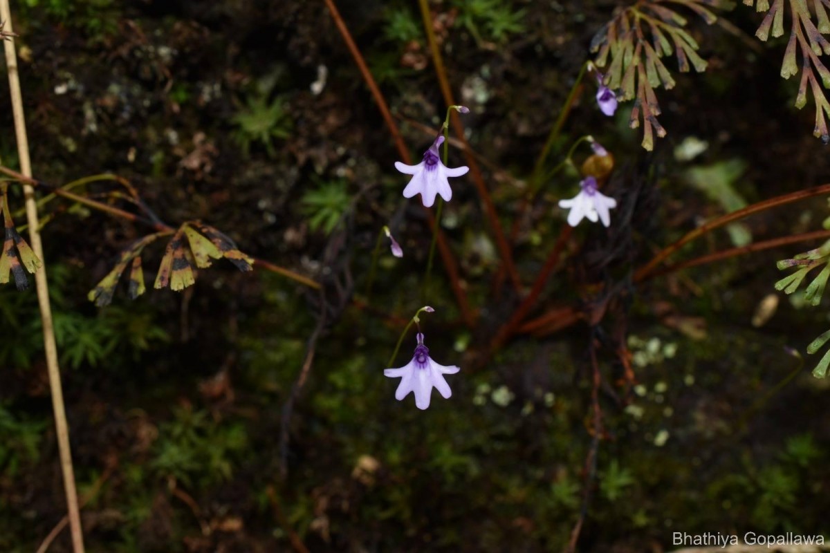 Utricularia moniliformis P.Taylor